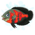 Cartoon Oscar tiger fish on white background Royalty Free Stock Photo