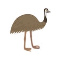 Cartoon ostrich emu isolated on white background. Bird of Australian fauna.