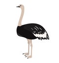 Cartoon ostrich icon on white background.