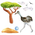 Cartoon ostrich running watercolor illustration isolated on white background.