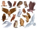 Cartoon owl birds. Woods wildlife birds, brown and snowy owls, forest wild predator birds species flat vector illustration set.