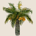 Cartoon palm tree with coconuts