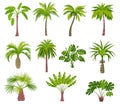 Cartoon palm trees. Exotic summer plants. Different shapes leaves. Tropical greenery. Jungle coconut or banana. Monstera Royalty Free Stock Photo
