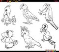 cartoon parrots birds animal characters set coloring page