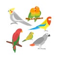 Cartoon parrots birds