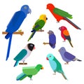 Cartoon parrots collection. Parrot wild animal birds set. Tropical feather zoo birds and tropical fauna macaw flying ara Royalty Free Stock Photo