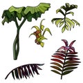 Cartoon parts and separately leaves of tropical plants