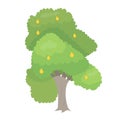 Cartoon pear tree vector illustration in flat design isolated on white background. Royalty Free Stock Photo