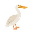 Cartoon pelican icon on white background. Royalty Free Stock Photo