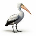 Realistic Pelican Illustration On White Background