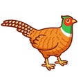 Cartoon pheasant drawing