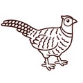 Cartoon pheasant drawing