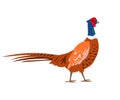 Cartoon pheasant icon on white background.