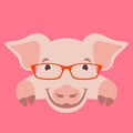 Cartoon pig face in glasses, vector illustration front Royalty Free Stock Photo