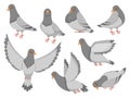 Cartoon pigeon. City dove bird, flying pigeons and town birds doves isolated vector illustration set Royalty Free Stock Photo