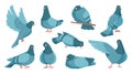 Cartoon pigeon. Cute dove character standing and flying. Flock of gray birds in motions. City wild animal with wings