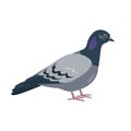 Cartoon pigeon icon on white background.