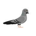 cartoon pigeon, urban dove, flat vector ilustration isolated on white background