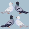 Cartoon pigeons, white and grey. Light blue background.