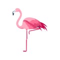 Cartoon Pink Flamingo Bird Set. Vector Royalty Free Stock Photo