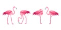 Cartoon Pink Flamingo Bird Set. Vector Royalty Free Stock Photo