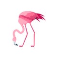 Cartoon Pink Flamingo Bird Set. Vector Royalty Free Stock Photo