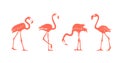 Cartoon pink flamingo silhouette vector set. Cute flamingos collection. Royalty Free Stock Photo