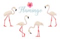 Cartoon pink flamingo vector set Cute flamingos collection. Royalty Free Stock Photo