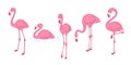Cartoon pink flamingo vector set icon Cute flamingos collection Flamingo character animal exotic nature wild fauna illustration do Royalty Free Stock Photo