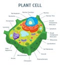 Cartoon Plant Cell Anatomy Banner Card Poster. Vector Royalty Free Stock Photo