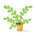 Cartoon plant in pot . Flat vector illustration. Green leaves on white background. Decorative home plant