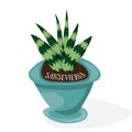 Cartoon plant in pot . Flat vector illustration. Sansevieria on white background. Decorative home plant with large green leaves.