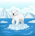 Cartoon polar bear isolated on ice floe Royalty Free Stock Photo