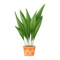 Potted house plant Aspidistra tall or cash iron