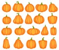 Cartoon pumpkin. Different shapes and sizes of orange gourd, agriculture harvest vegetable. Thanksgiving or halloween