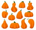 Cartoon pumpkins. Isolated pumpkin, autumn harvest fresh gourds. Happy halloween and thanksgiving time symbols, orange fall squash