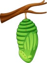 Cartoon pupa of the butterfly Royalty Free Stock Photo