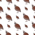 Cartoon Quail Seamless Pattern on White Vector