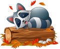 Cartoon raccoon sleeping in the autumn weather