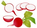 Cartoon Radish Clipart