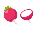 Cartoon radish illustration