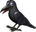 Cartoon raven isolated on white background