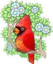 Cartoon red cardinal bird, funny illustration