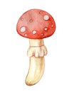 Cartoon red fly agaric, poisonous mushroom, vintage watercolor