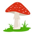 Cartoon red mushrooms on the grass isolated on white background. Forest poison mushroom. Amanita in flat style.