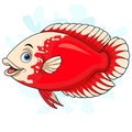 Cartoon Red Oscar paris fish on white background Royalty Free Stock Photo