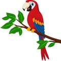 Cartoon red parrot on a branch Royalty Free Stock Photo