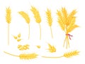 Cartoon ripe gold wheat plant, grain and ear. Yellow single spikelet, bouquet and seed. Farm crop, bakery and