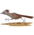 Cartoon Roadrunner bird running on the road Royalty Free Stock Photo