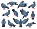 Cartoon rock doves bird, city pigeon birds. Flying, walking and sitting grey pigeon bird vector illustration set. Pigeon